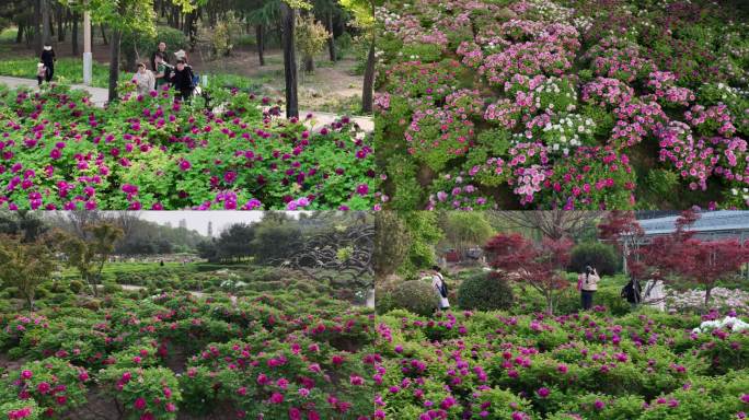 洛阳牡丹花会