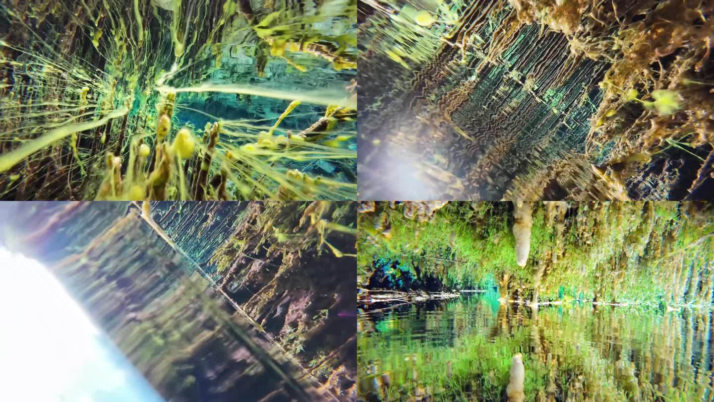 水下摄影 水下生态 水草