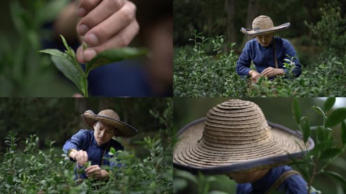 采茶叶茶山采茶叶素材