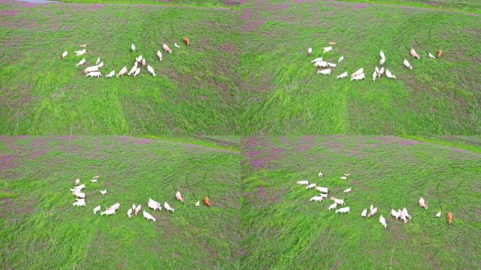 贵州春天花海草甸里的羊群3