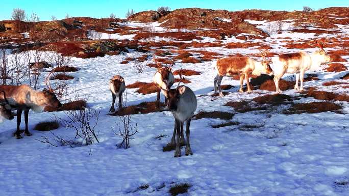 4K航拍北欧挪威塞尼亚岛的雄鹿