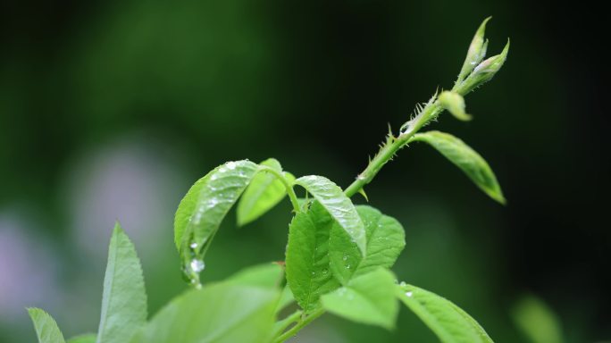 春雨润万物雨水雨滴水珠绿叶发芽