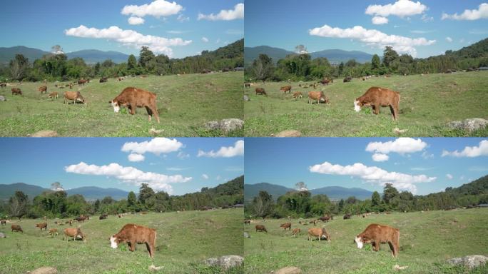 蓝天白云下一群牛在草地上