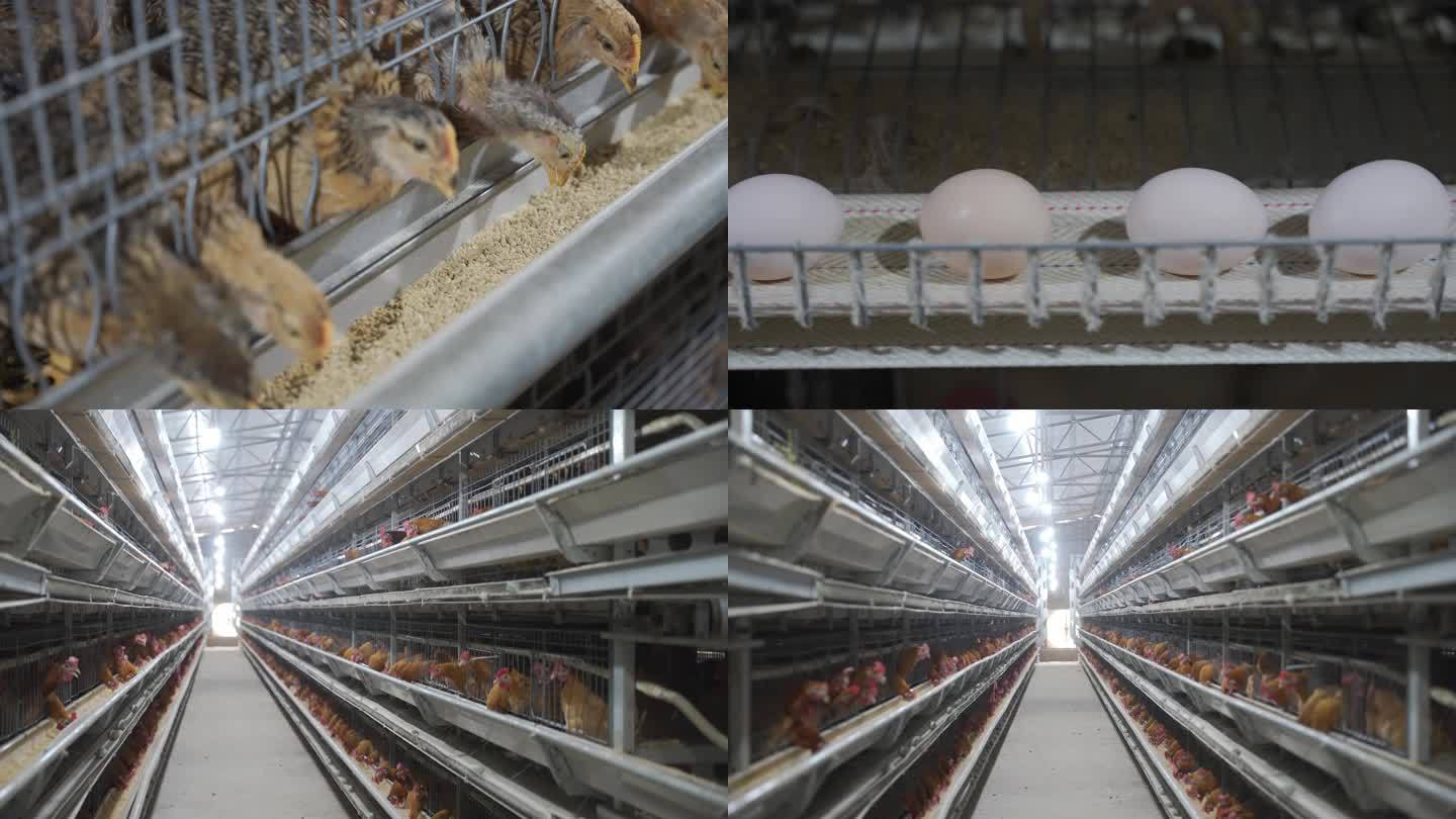 自动化养鸡工厂 玉米地