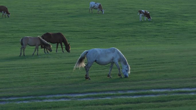 马吃草夕阳大草原