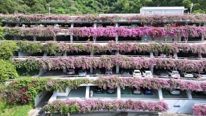 深圳仙湖植物园停车场三角梅花海航拍加地拍