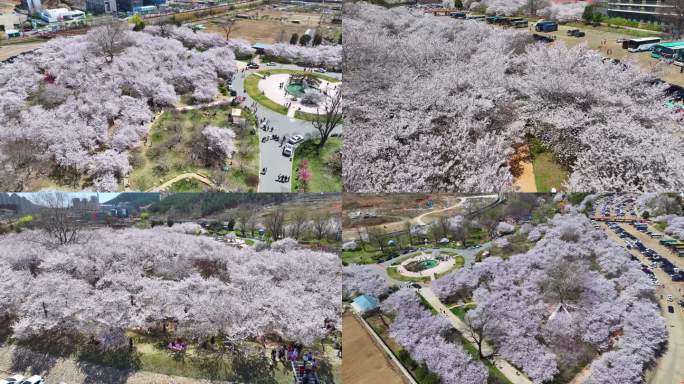 大连旅顺樱花园合集