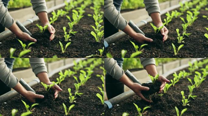 4K实拍农业土壤农民的手在菠菜上