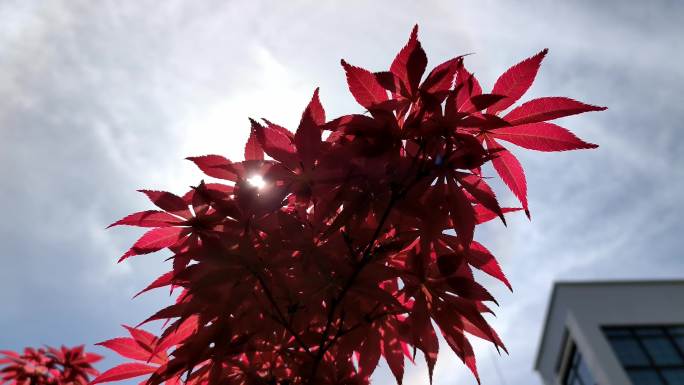 春天阳光下生长的红枫枝叶