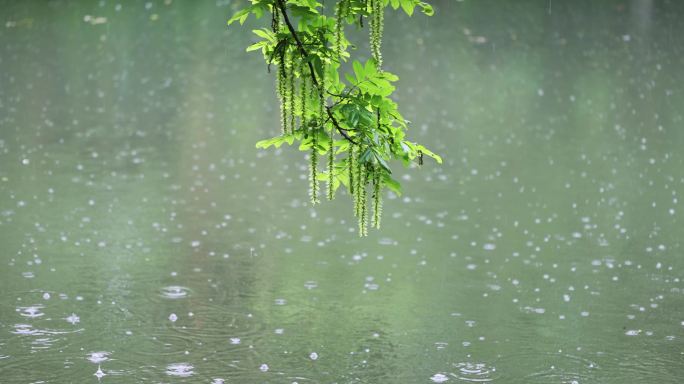 大雨雨水雨滴湖面波纹绿叶唯美意境