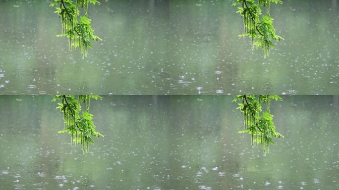 大雨雨水雨滴湖面波纹绿叶唯美意境