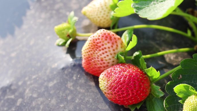 草莓地里成熟的草莓