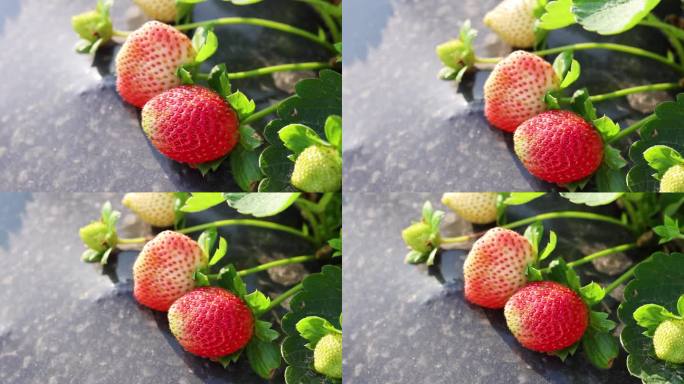 草莓地里成熟的草莓