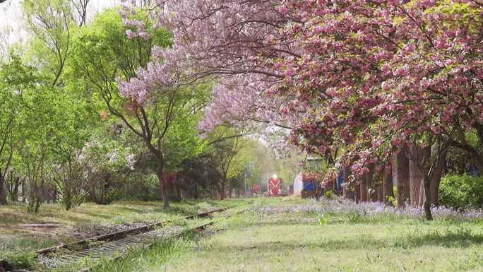 高清实拍北京西郊机场油罐车和春天的泡桐花