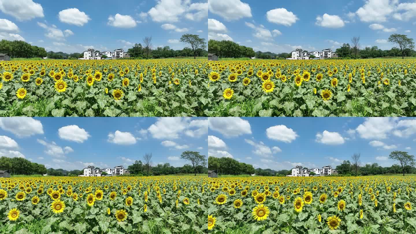 夏天夏季蓝天白云向日葵花田葵花