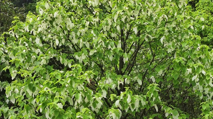 珙桐 鸽子花 贵州纳雍珙桐鸽子花开