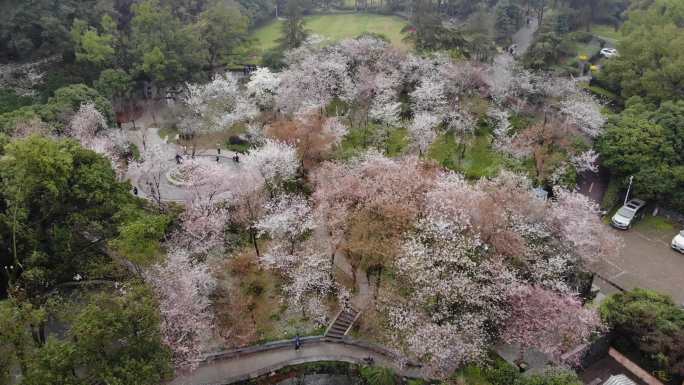 长沙望月公园樱花航拍