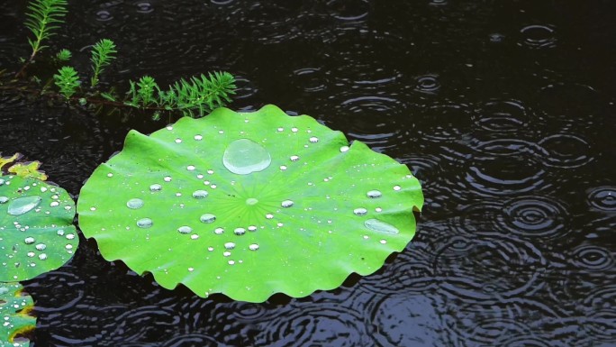 雨中荷花水滴