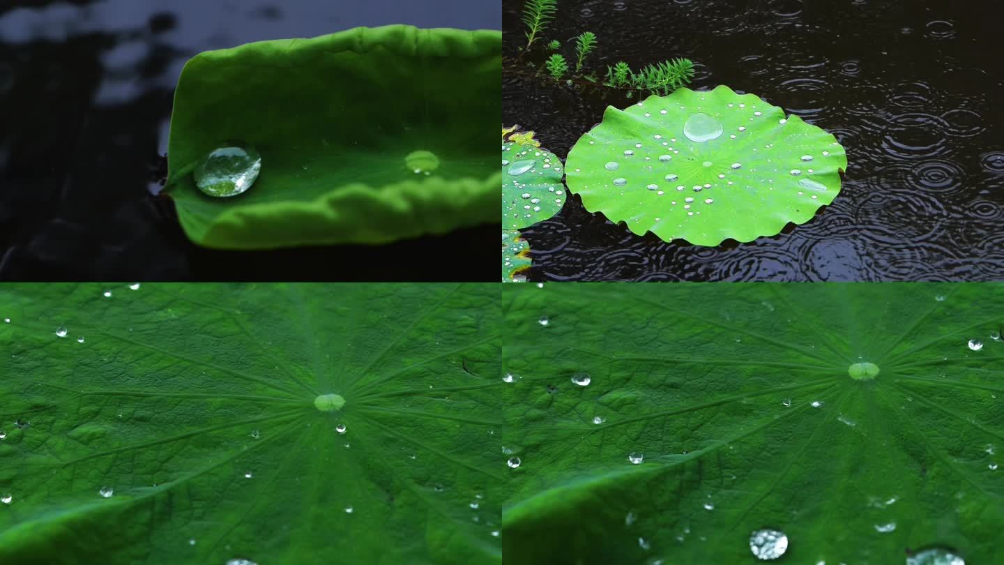 雨中荷花水滴