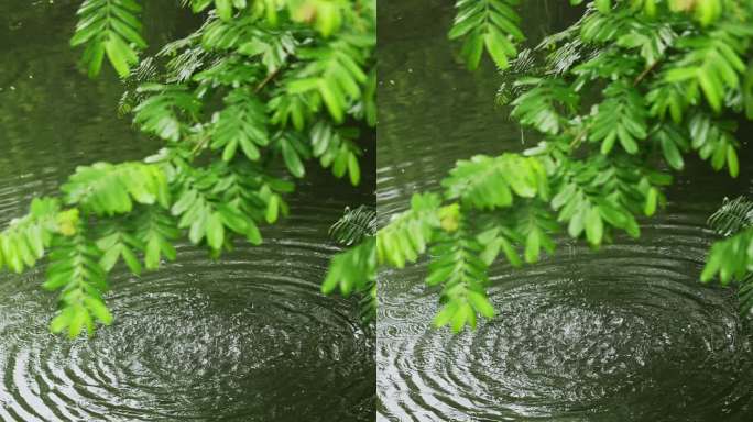 雨水雨滴落在湖面溅起水花波纹竖版竖屏