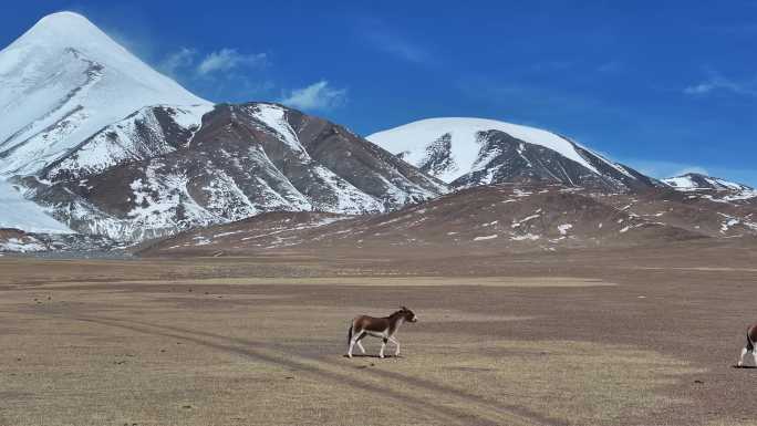 藏野驴在可可西里玉珠峰下奔跑