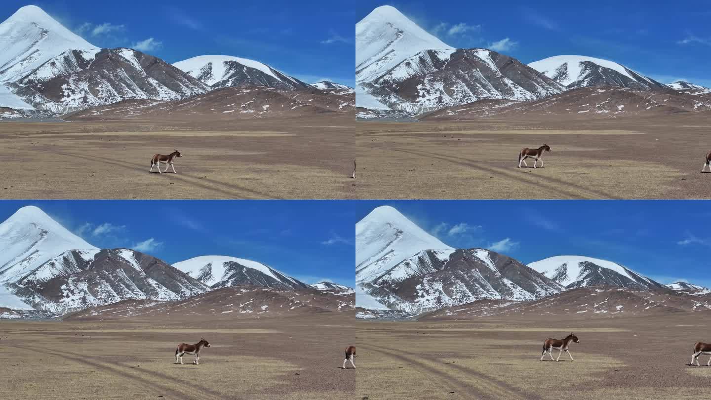 藏野驴在可可西里玉珠峰下奔跑