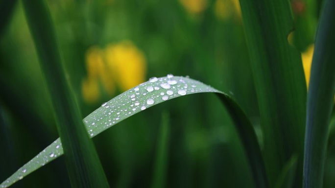 春雨雨水雨滴水珠美人蕉绿叶随风摇曳