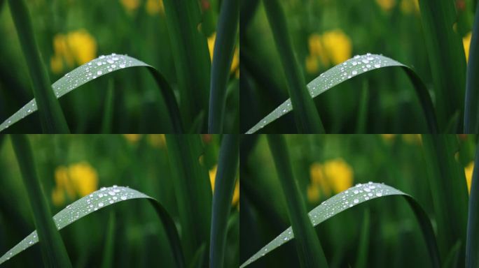 春雨雨水雨滴水珠美人蕉绿叶随风摇曳