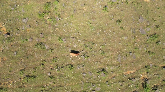 牛牲畜养殖高山草地畜牧业