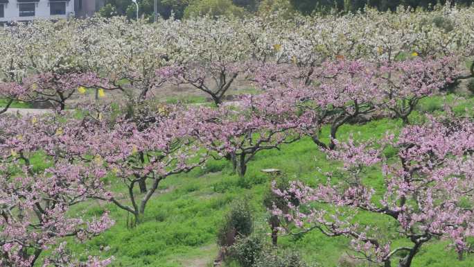 4k太湖桃花岛桃花盛开