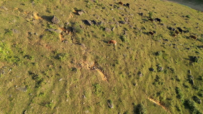 牛牲畜养殖高山草地畜牧业