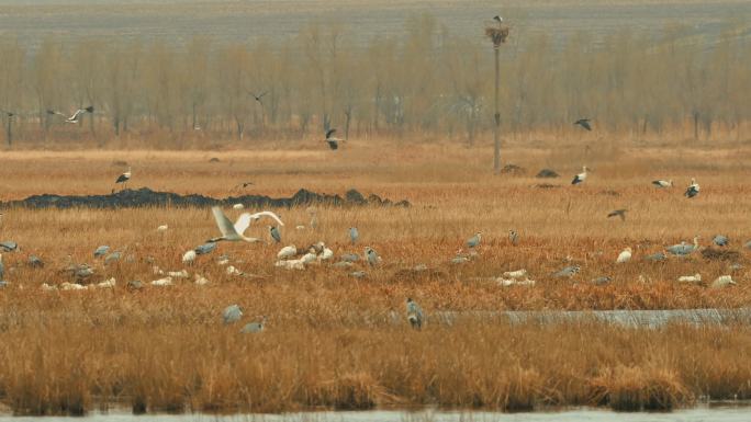白琵鹭湿地自然保护区鸟类繁衍栖息地