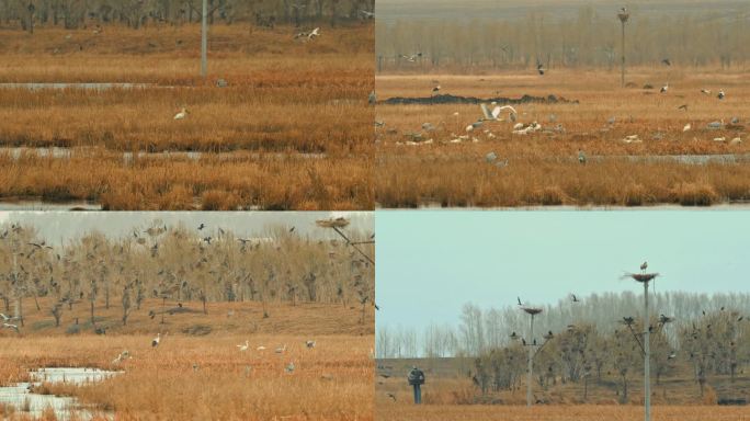 白琵鹭湿地自然保护区鸟类繁衍栖息地