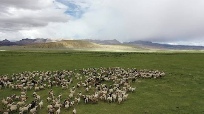 西藏草原羊群