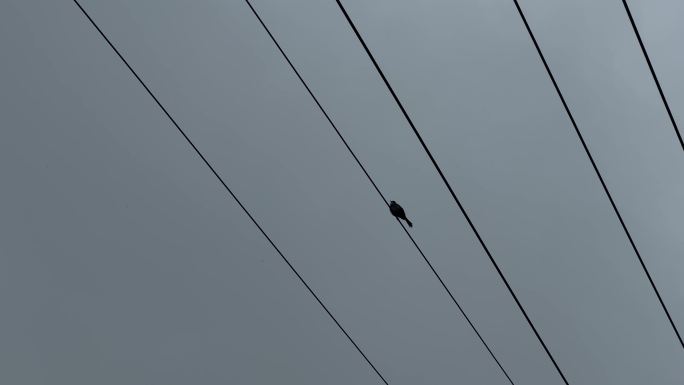 一只小鸟站在电线上鸣叫