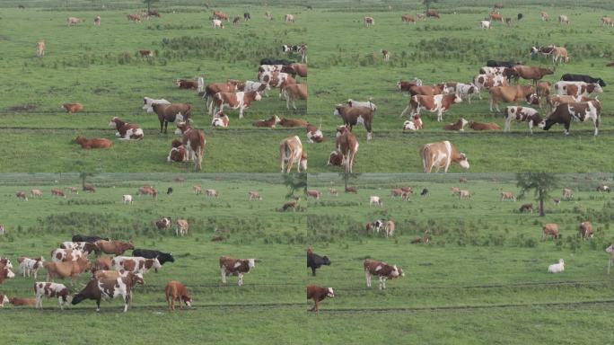 牛吃草群牛在草原