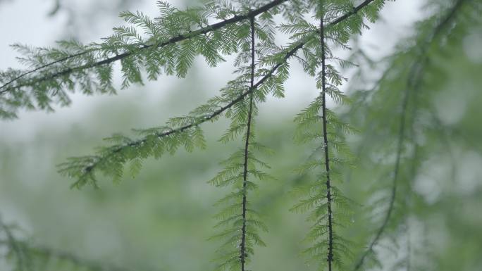 灰片原始素材水杉树 雨水 下雨 树枝