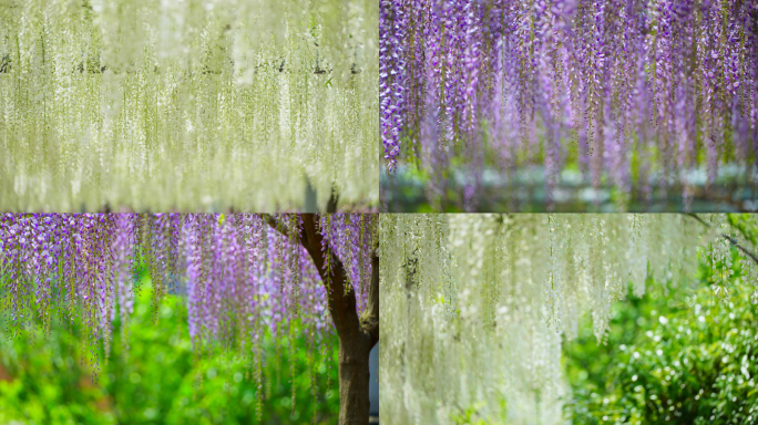 紫藤花开唯美春天春景初夏