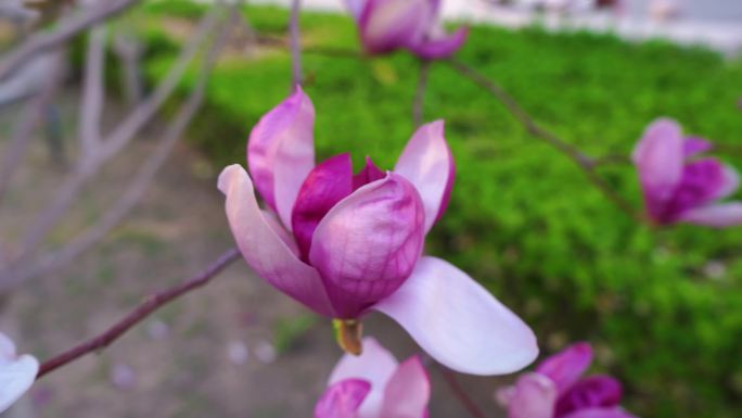 玉兰花紫玉兰 粉色玉兰花 红玉兰花朵美好