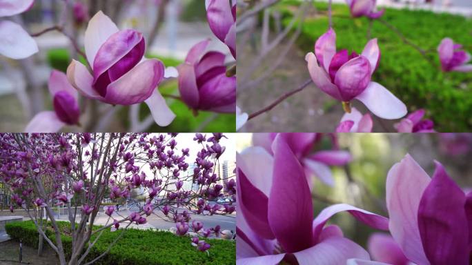 玉兰花紫玉兰 粉色玉兰花 红玉兰花朵美好