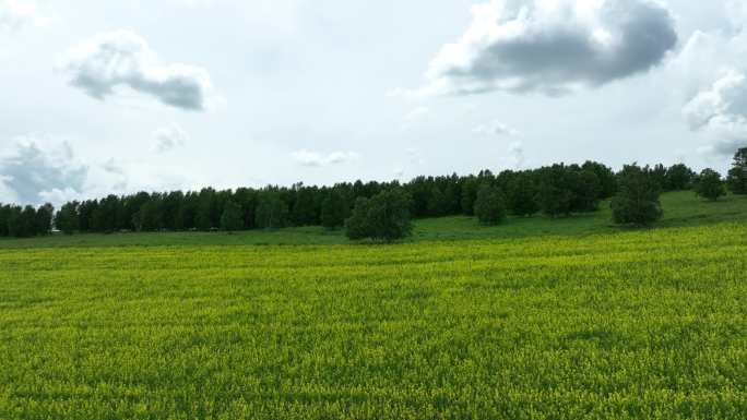 松树林油菜花