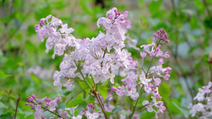 丁香花开