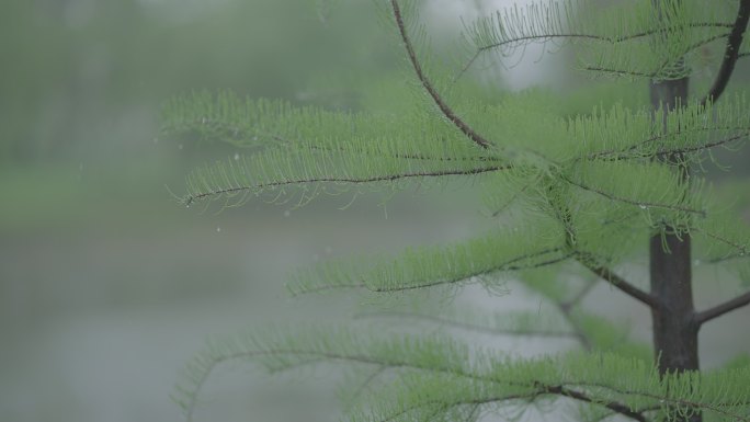 灰片原始素材下雨 雨水 树枝上的雨水