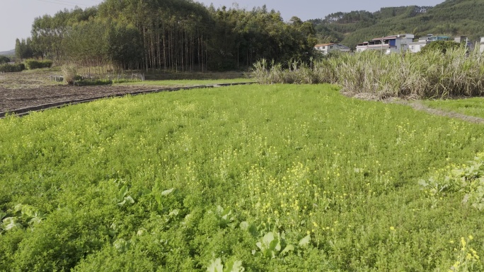 田园黄绿色花海