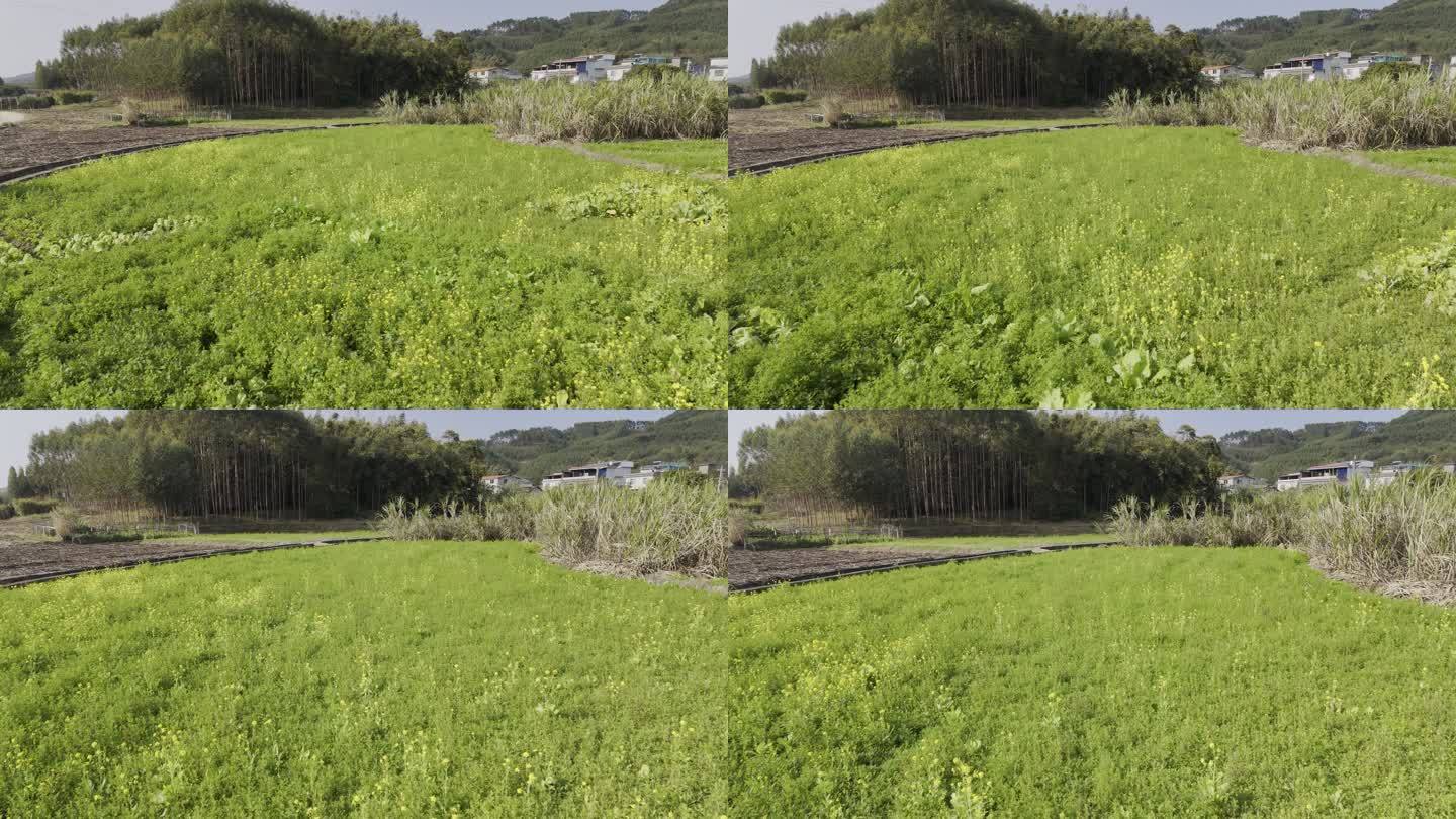 田园黄绿色花海