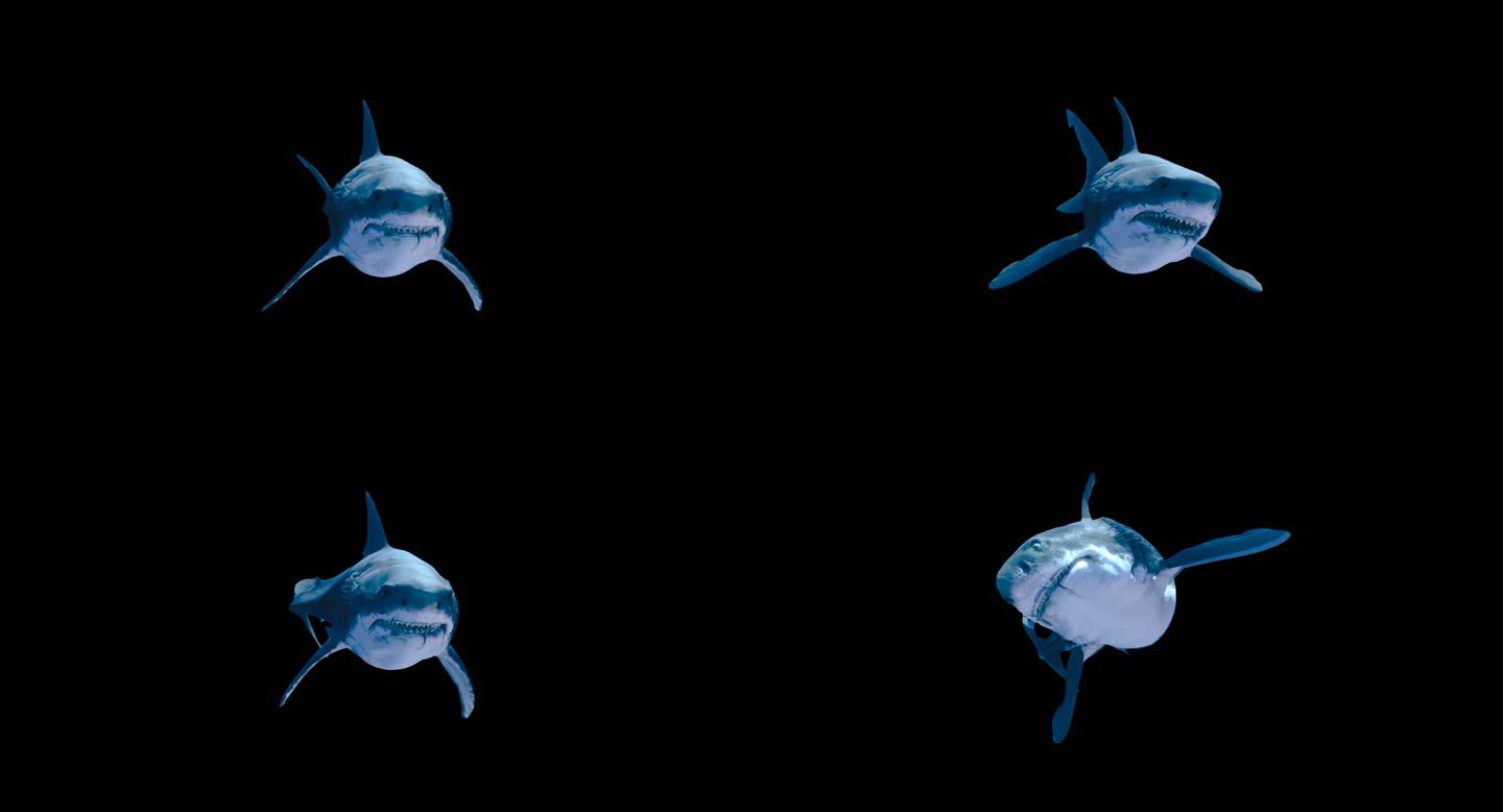 A01鲨鱼-正视图