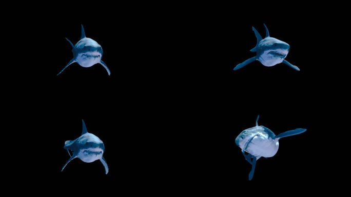 A01鲨鱼-正视图