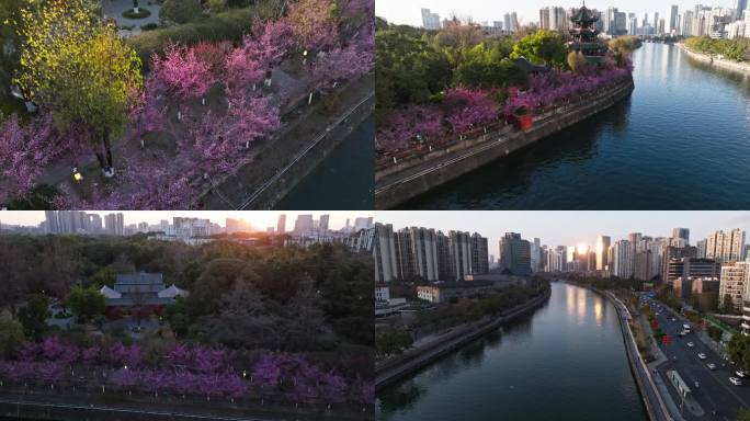 航拍早春的成都望江楼公园美丽风景合集