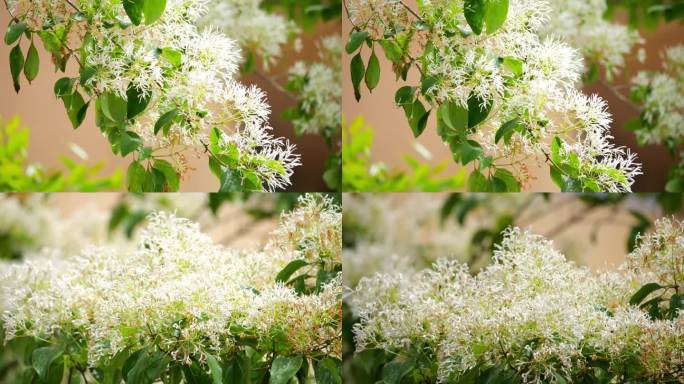 开花的树 白色花 中草药 白色花瓣