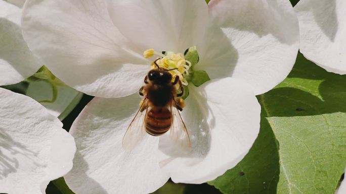 花朵蜜蜂特写